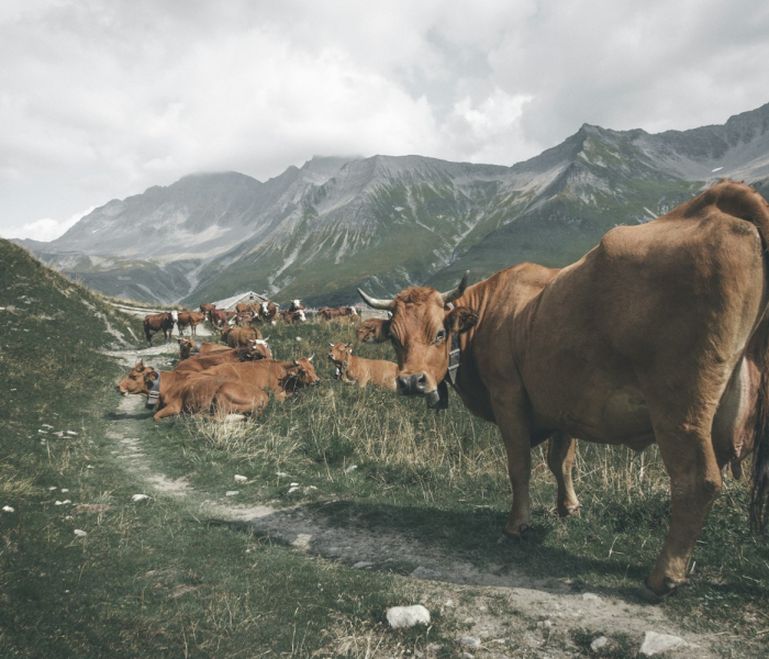 一分钟实测分享“微信牛牛群斗牛群”房卡获取方式