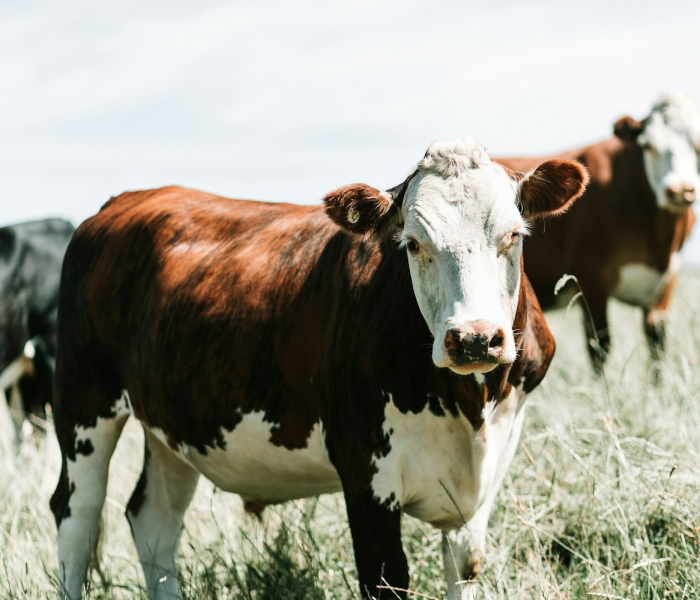 一分钟了解“微信金花房卡如何充值”详细房卡教程 一分钟了解“微信金花房卡如何充值”详细房卡教程