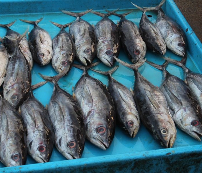 给大家讲解“炸 金花的房卡在哪里买的”房卡详细充值 给大家讲解“炸 金花的房卡在哪里买的”房卡详细充值