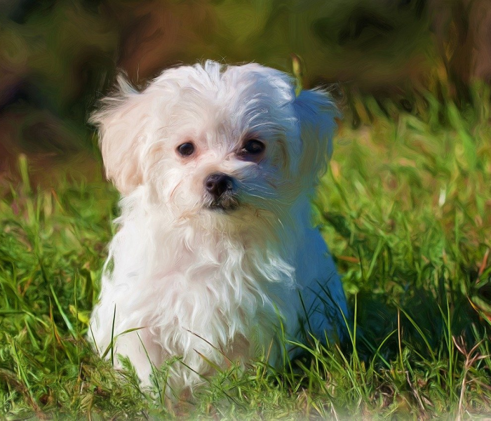 一分钟介绍使用“微信斗牛房卡怎么弄”房卡获取方式