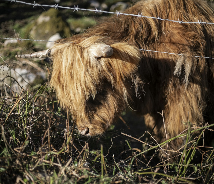 一分钟介绍使用“金花牛牛房卡出售”详细房卡怎么购买教程
