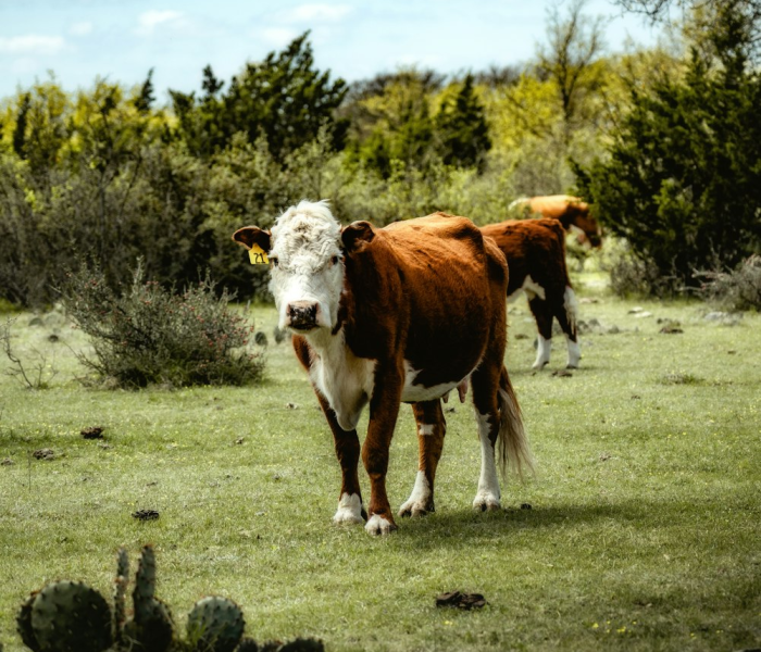 秒懂教程“微信牛牛群斗牛群”详细房卡怎么购买教程