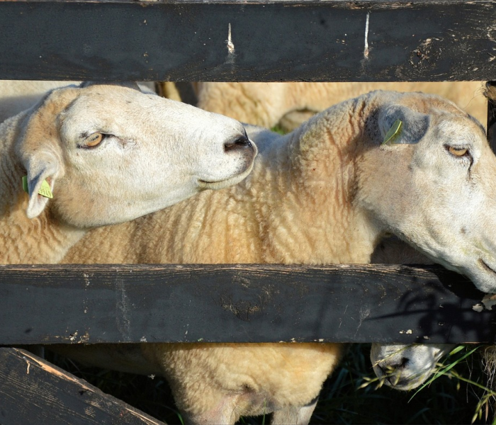 房卡必备教程“微信牛牛群斗牛群”轻松获取房卡全渠道