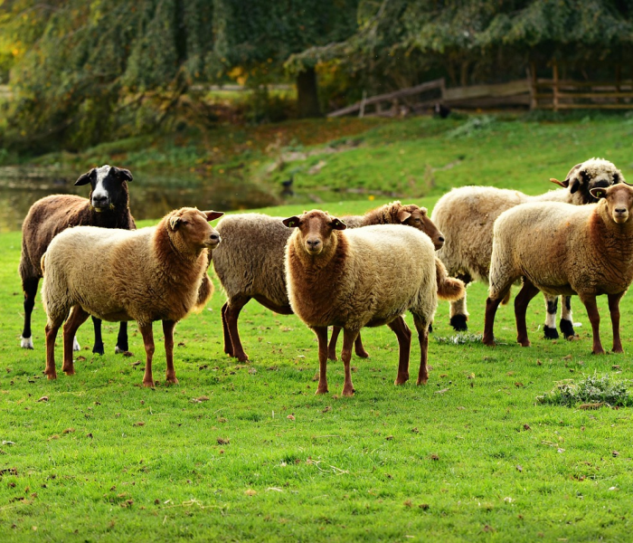 房卡全攻略“微信牛牛链接房卡在哪里弄”详细房卡教程 房卡全攻略“微信牛牛链接房卡在哪里弄”详细房卡教程