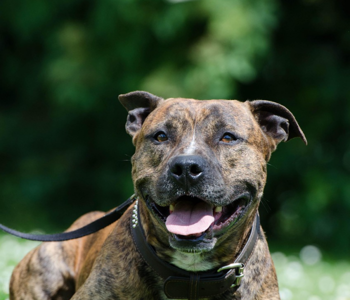 秒懂百科“五张牌斗牛牛软件”详细房卡怎么购买教程 秒懂百科“五张牌斗牛牛软件”详细房卡怎么购买教程