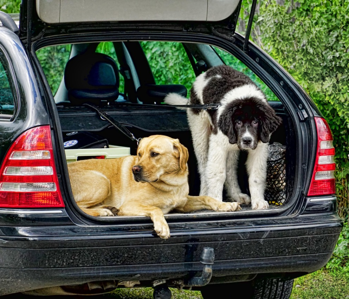 秒懂百科“微信斗牛房卡怎么来的”房卡获取方式