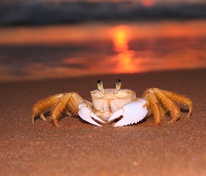 一分钟了解“新皇豪牛牛金花房卡”房卡详细充值 一分钟了解“新皇豪牛牛金花房卡”房卡详细充值