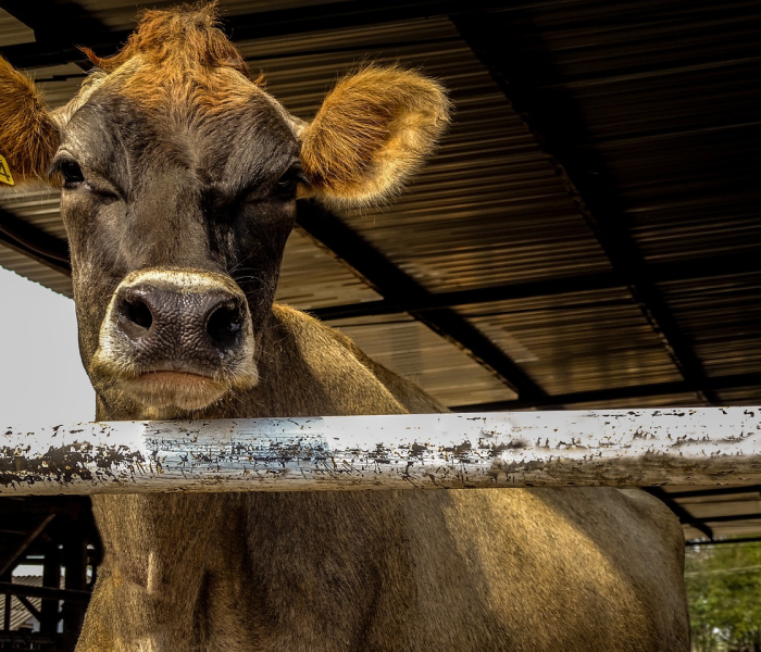 秒懂教程“微信牛牛群斗牛群”获取房卡教程-哔哩哔哩 秒懂教程“微信牛牛群斗牛群”获取房卡教程-哔哩哔哩