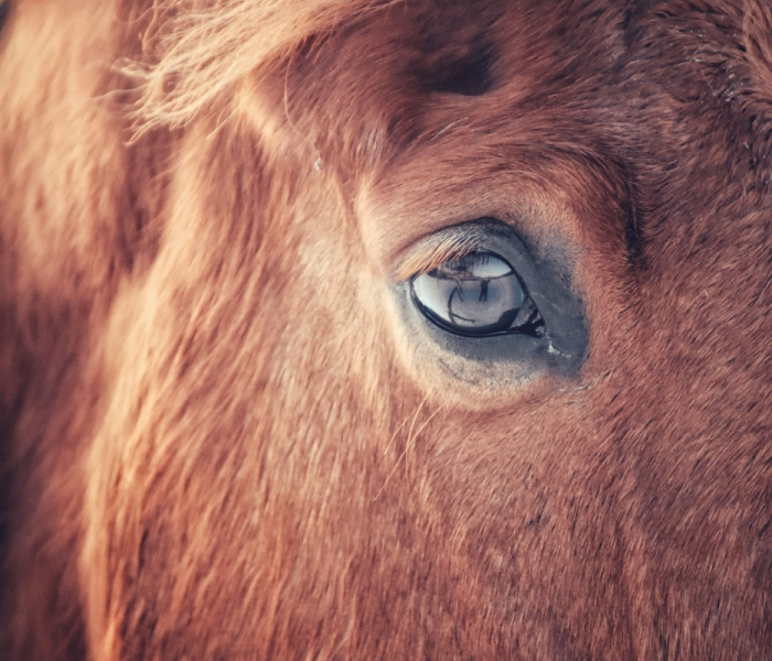 秒懂教程“微信牛牛群斗牛群”获取房卡教程-哔哩哔哩 秒懂教程“微信牛牛群斗牛群”获取房卡教程-哔哩哔哩