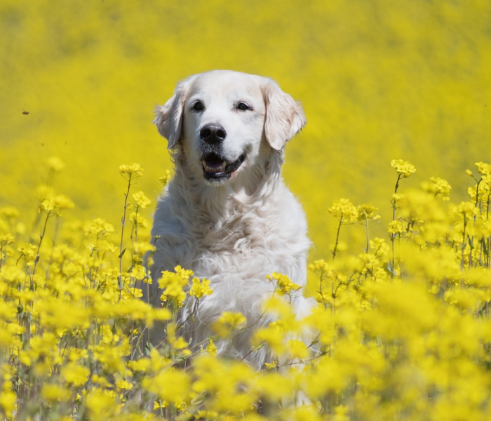 全攻略普及“斗牛房卡牛牛房卡”详细房卡使用教程 全攻略普及“斗牛房卡牛牛房卡”详细房卡使用教程