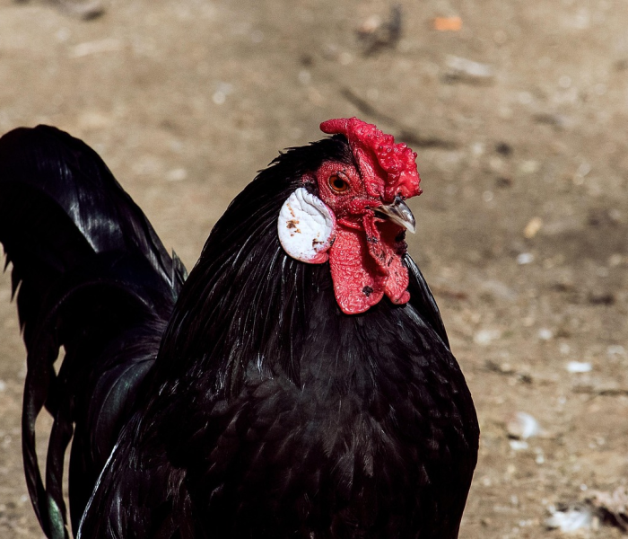 给大家讲解“斗牛房卡牛牛房卡”详细房卡教程