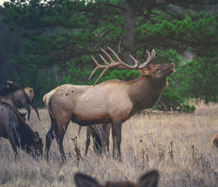 秒懂百科“微信牛牛群斗牛群”详细房卡怎么购买教程