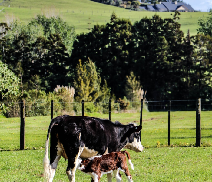 一分钟介绍使用“微信牛牛群斗牛群”详细房卡怎么购买教程