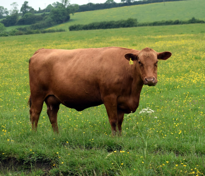 秒懂百科“微信牛牛群房卡”房卡链接获取 秒懂百科“微信牛牛群房卡”房卡链接获取