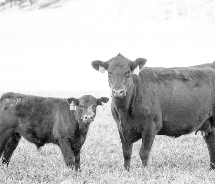 一分钟了解“天酷大厅牛牛房卡”轻松获取房卡全渠道 一分钟了解“天酷大厅牛牛房卡”轻松获取房卡全渠道