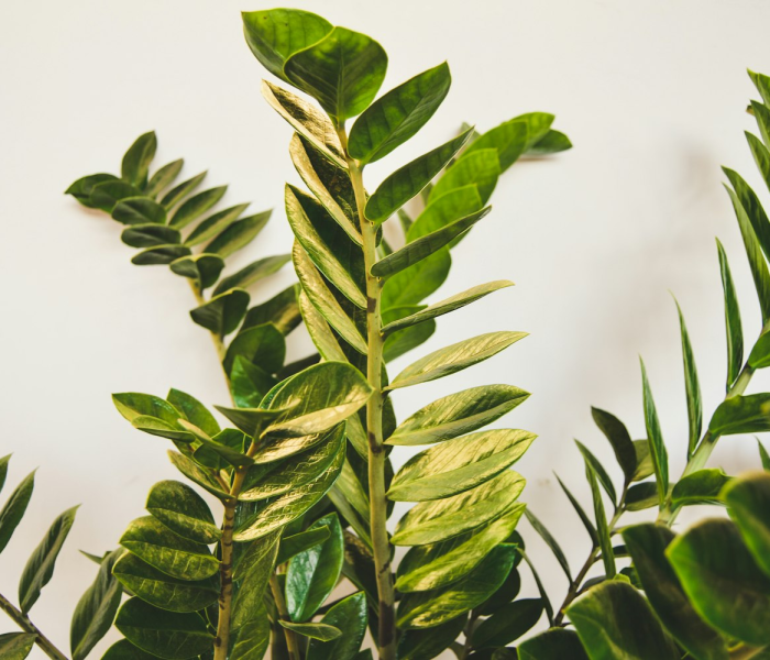 一分钟了解“好友炸 金花不能建房间吗”房卡获取方式