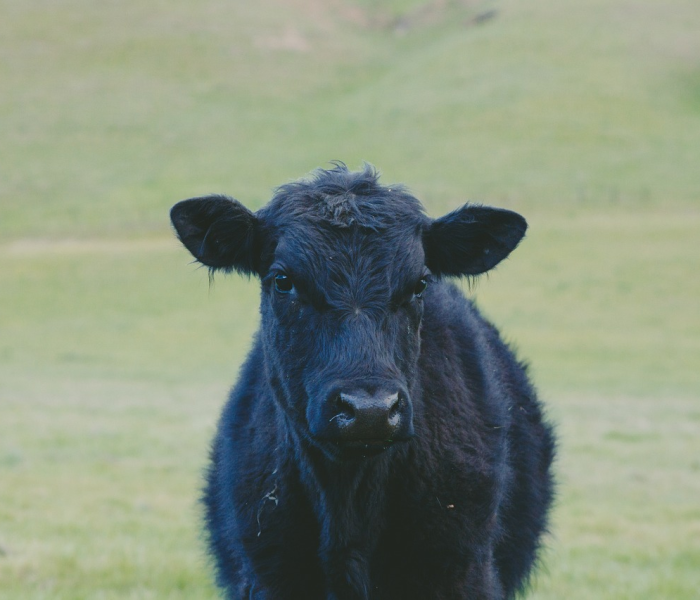 全攻略普及“有没有微信这炸 金花房卡”详细房卡怎么购买教程