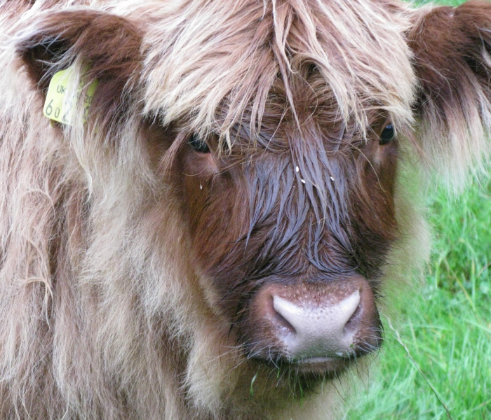 给大家讲解“微信牛牛群斗牛群”获取房卡教程-哔哩哔哩 给大家讲解“微信牛牛群斗牛群”获取房卡教程-哔哩哔哩