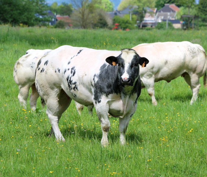 秒懂百科“微信牛牛群房卡”详细房卡教程 秒懂百科“微信牛牛群房卡”详细房卡教程