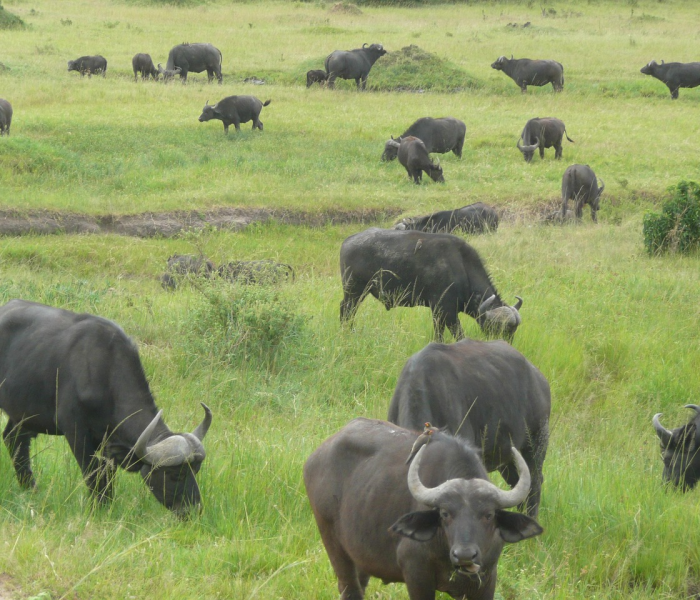 房卡全攻略“微信牛牛群斗牛群”详细房卡怎么购买教程 房卡全攻略“微信牛牛群斗牛群”详细房卡怎么购买教程