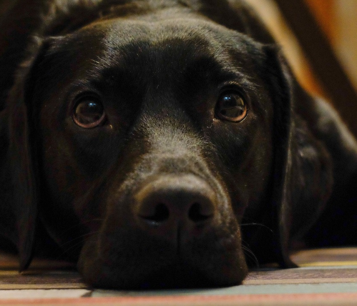 给大家讲解“微信里斗牛的房卡哪里买”房卡获取方式 给大家讲解“微信里斗牛的房卡哪里买”房卡获取方式