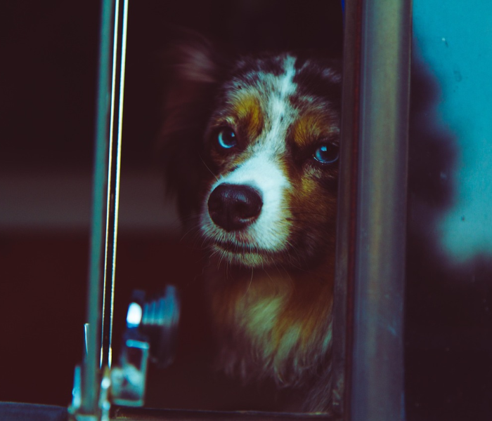 给大家讲解“微信里斗牛的房卡哪里买”房卡获取方式 给大家讲解“微信里斗牛的房卡哪里买”房卡获取方式