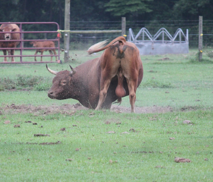 房卡全攻略“微信牛牛群斗牛群”获取房卡教程-哔哩哔哩