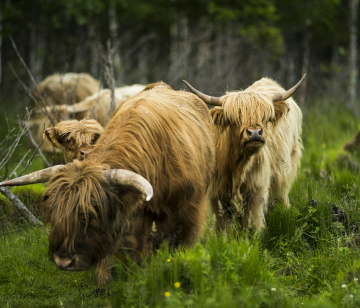 秒懂教程“微信牛牛群斗牛群”房卡链接获取