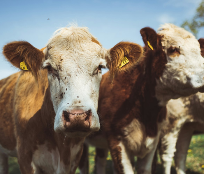 一分钟实测分享“微信牛牛群斗牛群”房卡获取方式